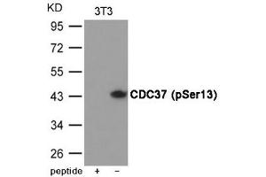 Western blot analysis of extracts from 3T3 cells using CDC37 (Phospho-Ser13) Antibody. (CDC37 anticorps  (pSer13))