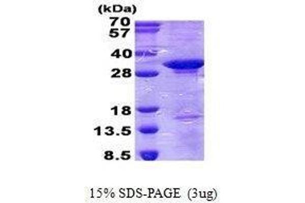 CD300c Protein (CD300C)