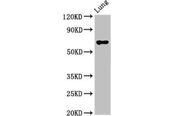 TFEB anticorps  (AA 1-476)