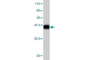 Western Blot detection against Immunogen (37. (SNAPC4 anticorps  (AA 53-162))