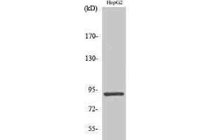 Western Blotting (WB) image for anti-Signal Transducer and Activator of Transcription 5A (STAT5A) antibody (ABIN3180344) (STAT5A anticorps)