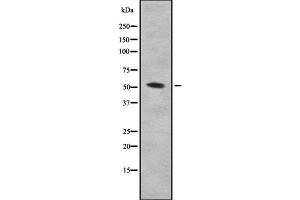 Western blot analysis of MCRS1 using MCF7 whole cell lysates (MCRS1 anticorps  (N-Term))