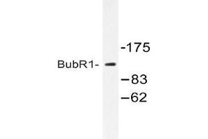 Western blot (WB) analysis of ubR1 antibody in extracts from HeLa cells treated with H2O2 100uM 30. (BUB1B anticorps)