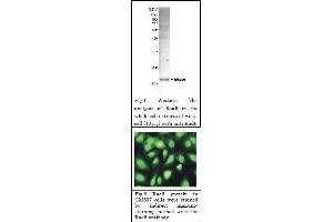 Western Blotting (WB) image for anti-Rad6 (full length) antibody (ABIN2452101)