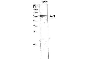 Western Blotting (WB) image for anti-V-Akt Murine Thymoma Viral Oncogene Homolog 1 (AKT1) (N-Term) antibody (ABIN3173744) (AKT1 anticorps  (N-Term))
