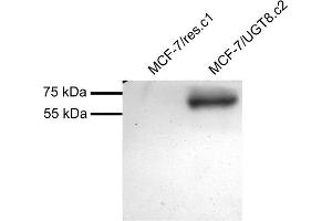 MCF7 overexpressing Human UGT8 and probed with ABIN2560666 (mock transfection in first lane). (UGT8 anticorps  (Internal Region))