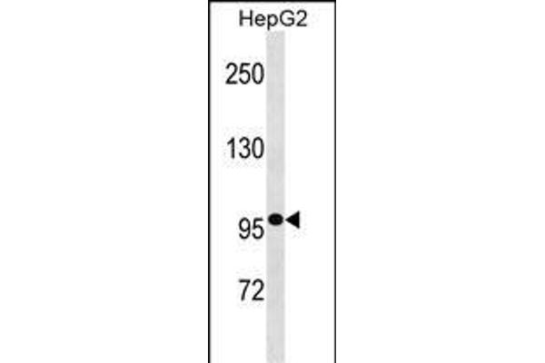 GANC anticorps  (N-Term)