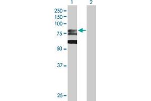 Lane 1: GMPS transfected lysate ( 76. (GMPS 293T Cell Transient Overexpression Lysate(Denatured))