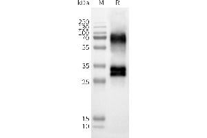 WB analysis of Human OR52D1-Nanodisc with anti-Flag monoclonal antibody at 1/5000 dilution, followed by Goat Anti-Rabbit IgG HRP at 1/5000 dilution (OR52D1 Protéine)