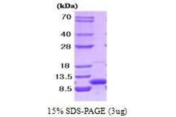 VAMP3 Protein (AA 1-77)