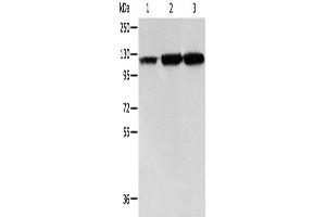 Western Blotting (WB) image for anti-Heat Shock 105kDa/110kDa Protein 1 (HSPH1) antibody (ABIN2421693) (HSPH1 anticorps)