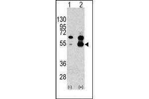 Image no. 1 for anti-Vascular Endothelial Growth Factor A (VEGFA) (N-Term) antibody (ABIN358811) (VEGFA anticorps  (N-Term))