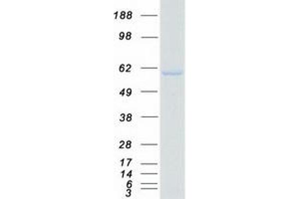 LMAN1 Protein (Myc-DYKDDDDK Tag)