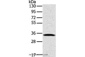 Western blot analysis of Mouse lung tissue, using STX11 Polyclonal Antibody at dilution of 1:400 (Syntaxin 11 anticorps)
