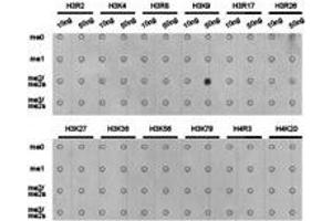 Western Blotting (WB) image for anti-Histone 3 (H3) (H3K9me2) antibody (ABIN1872998) (Histone 3 anticorps  (H3K9me2))