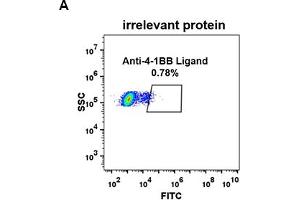 Expi 293 cell line transfected with irrelevant protein  (A) and human 4-1BB Ligand  (B) were surface stained with Rabbit anti-4-1BB Ligand monoclonal antibody 1 μg/mL (clone: DM68) followed by Alexa 488-conjugated anti-rabbit IgG secondary antibody. (Recombinant TNFSF9 anticorps  (AA 52-254))