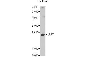 Western blot analysis of extracts of rat testis, using Lrat antibody (ABIN5974000) at 1/1000 dilution. (LRAT anticorps)