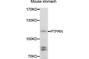Western blot analysis of extracts of mouse stomach, using PTPRN antibody (ABIN5975409) at 1/1000 dilution. (PTPRN anticorps)