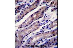 HS Antibody (C-term) (ABIN1944844 and ABIN2839489) immunohistochemistry analysis in formalin fixed and paraffin embedded human stomach tissue followed by peroxidase conjugation of the secondary antibody and DAB staining. (Hsc70 anticorps  (C-Term))