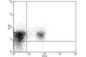 Image no. 1 for anti-CD274 (PD-L1) antibody (PE) (ABIN475273) (PD-L1 anticorps  (PE))