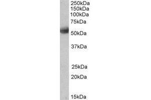 Western Blotting (WB) image for anti-Septin 4 (SEPT4) (Internal Region) antibody (ABIN2464749) (Septin 4 anticorps  (Internal Region))