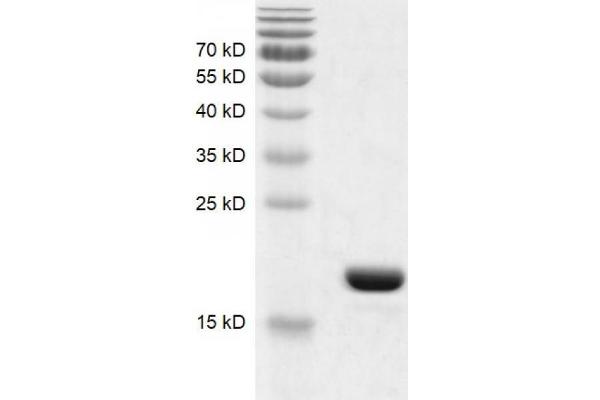 BRD9 Protein (AA 130-259) (His tag,DYKDDDDK Tag)