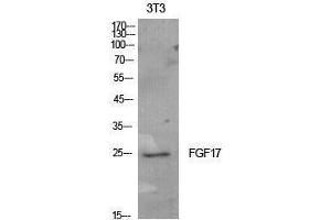 Western Blotting (WB) image for anti-Fibroblast Growth Factor 17 (FGF17) (Internal Region) antibody (ABIN3178900) (FGF17 anticorps  (Internal Region))