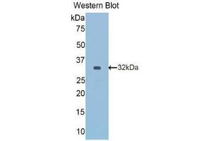 Western Blotting (WB) image for anti-Reelin (RELN) (AA 2400-2610) antibody (ABIN1860422) (Reelin anticorps  (AA 2400-2610))