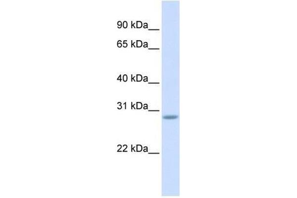 SCRT2 anticorps  (Middle Region)