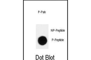 Dot blot analysis of anti-Phospho-p27Kip1- Antibody (ABIN389912 and ABIN2839741) on nitrocellulose membrane. (CDKN1B anticorps  (pThr198))