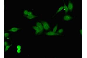 Immunofluorescent analysis of Hela cells using ABIN7148503 at dilution of 1:100 and Alexa Fluor 488-congugated AffiniPure Goat Anti-Rabbit IgG(H+L) (COPS7B anticorps  (AA 1-157))