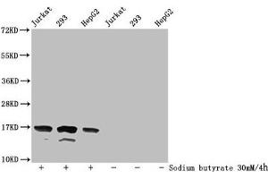 Western Blot Detected samples: Jurkat whole cell lysate, 293 whole cell lysate, HepG2 whole cell lysate, Untreated (-) or treated (+) with 30 mM sodium butyrate for 4h All lanes: HIST1H3A antibody at 1:500 Secondary Goat polyclonal to rabbit IgG at 1/40000 dilution Predicted band size: 16 kDa Observed band size: 16 kDa (HIST1H3A anticorps  (acLys36))