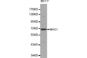 Western blot analysis of extracts of MCF-7 cells, using NRG1 antibody. (Neuregulin 1 anticorps)