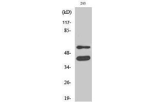 Western Blotting (WB) image for anti-Glycogen Synthase Kinase 3 alpha/beta (GSK3a/b) (Ser4520) antibody (ABIN3175440) (GSK3 alpha/beta anticorps  (Ser4520))