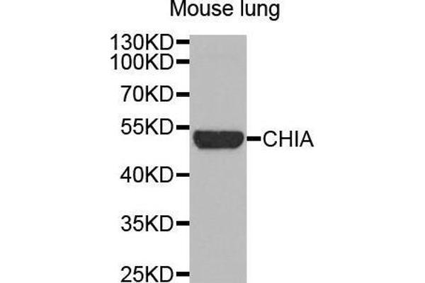 CHIA anticorps  (AA 1-368)