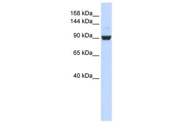 DHX34 anticorps