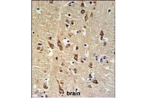 SGTB Antibody (N-term) (ABIN651267 and ABIN2840162) IHC analysis in formalin fixed and paraffin embedded human brain tissue followed by peroxidase conjugation of the secondary antibody and DAB staining. (SGTB anticorps  (N-Term))