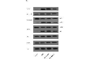 Western Blotting (WB) image for anti-Cytochrome C, Somatic (CYCS) (AA 51-105) antibody (ABIN723590)