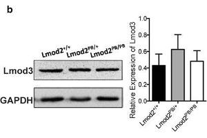 Western Blotting (WB) image for anti-Glyceraldehyde-3-Phosphate Dehydrogenase (GAPDH) (AA 1-335) antibody (ABIN3020538)