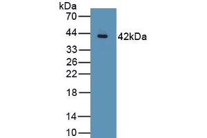 Detection of Recombinant MUC2, Porcine using Polyclonal Antibody to Mucin 2 (MUC2) (MUC2 anticorps  (AA 36-351))