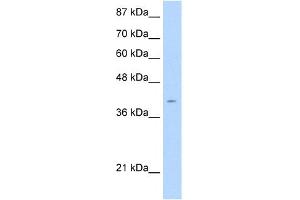 WB Suggested Anti-AGER Antibody Titration:  2. (RAGE anticorps  (C-Term))