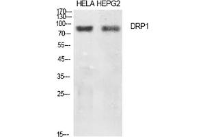 Western Blot analysis of Hela (1), HEPG2 (2), diluted at 1:500. (Dynamin 1-Like anticorps)