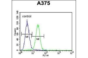 XRCC1 Antibody (Center) (ABIN651735 and ABIN2840381) flow cytometric analysis of  cells (right histogram) compared to a negative control cell (left histogram). (XRCC1 anticorps  (AA 407-435))