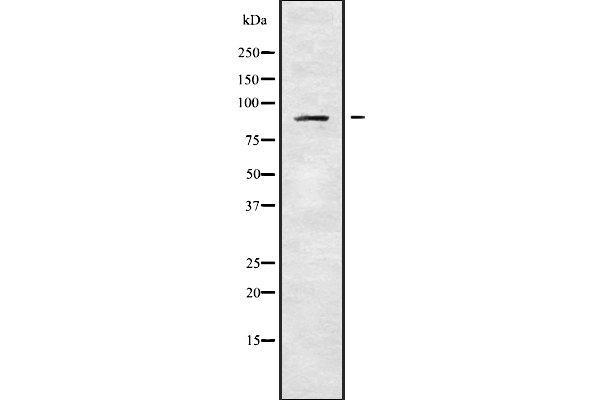 ADAM30 anticorps  (Internal Region)