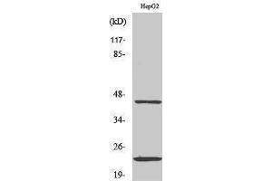 Western Blotting (WB) image for anti-CD83 (CD83) (Internal Region) antibody (ABIN3174278) (CD83 anticorps  (Internal Region))