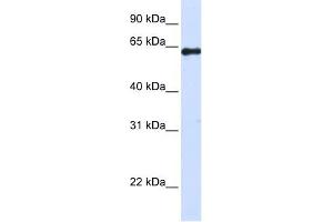 FAM116A antibody used at 1 ug/ml to detect target protein. (FAM116A anticorps  (Middle Region))