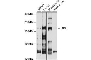 Western blot analysis of extracts of various cell lines, using LRP4 antibody (ABIN6130530, ABIN6143327, ABIN6143328 and ABIN6214330) at 1:1000 dilution. (LRP4 anticorps  (AA 1500-1725))