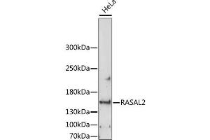 Western blot analysis of extracts of HeLa cells, using RASAL2 antibody. (RASAL2 anticorps)