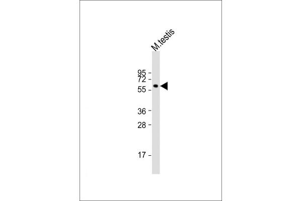 DPEP2 anticorps  (AA 220-254)