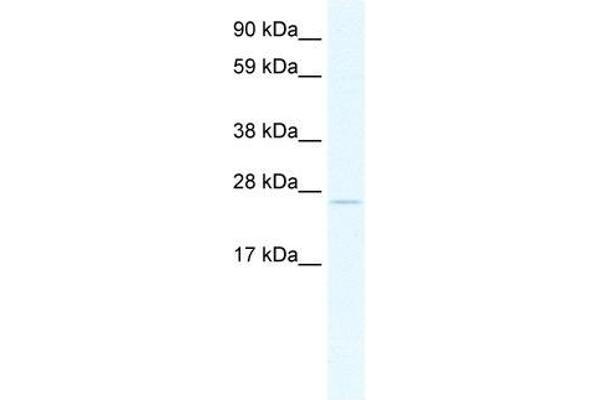 TCF23 anticorps  (C-Term)